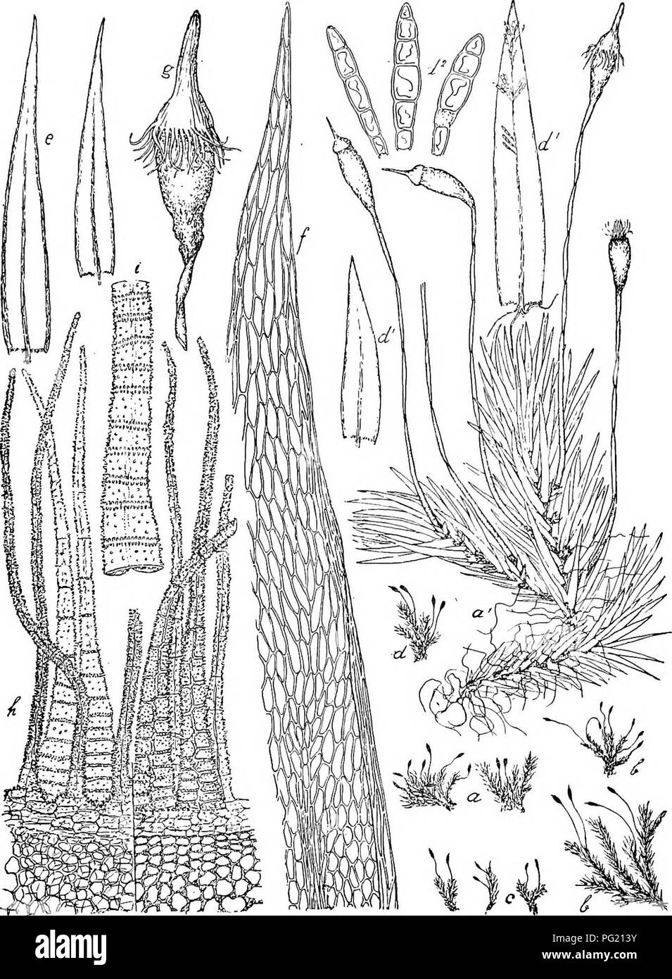 . Flore de Buitenzorg. Botany. 957 Spitze durch 2—5 Reihen gelblicher, lineal-prosenchymatischer Fig. 165.. Dalionia angustifolia Dz. et Mb. a. Habitusbild (natiii-l. Giosse). a', desgl.-J. e. Blatter dei-/. typica ^^. b. Habitusbild dei' vav. (3. Imgipedunculata. f. Blattspitze -^-p^. c. Habitusbild der izx. 7. strictifoUa. g. Kapsel °. d. Habitusbild der var S. gemmiphylla. h. Peristom dorsal uud ventral gesehen —^ d^. Blatter mit Brutkorpern der vor. -J. '/• '• Peristomschenkel ventral gesehen ^7-^- d'^. Brutkorper der var. S. -j—- Zellen gebildet, nacli aussen umgebogen, ganzrandig.. Plea Stock Photo