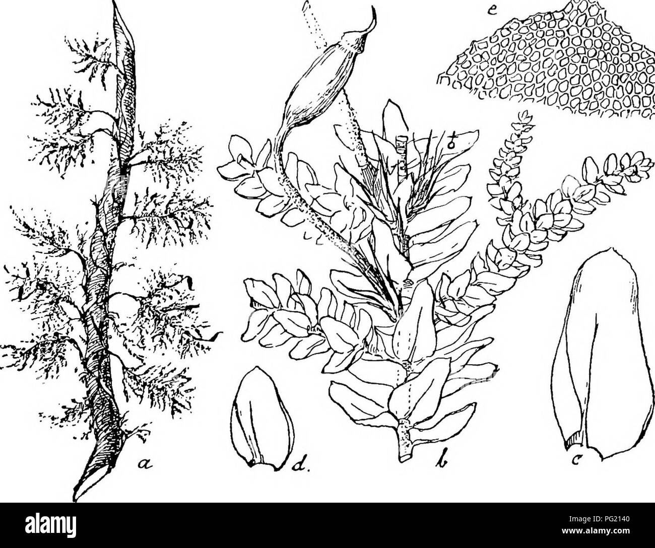 . Flore de Buitenzorg. Botany. Vaginiila ilberragend, mit zahlreichen 1 anger en Paraphysen. Seta hellgelb, 4—5 mm. lang, oben herabgebogen, deutlich Fig. 160. ^m ^. Pinnatella mucrojiata (La.c.). a. Habitusbild (natiirl. Griisse). c. Stengelblatt '^''. b. Secandares Stengelstiick mit Fiederiisten d. Astblatt. V. und Sporogon . c. Zellen der Blattspitze —7-. papillos. Kapsel regelmassig, langlich-ovoidiseh, geneigt, unter der Miindung yerengt; Urne bis 2 mm. lang; Epidermis- zellen locker, 5—6 seitig, an der Miindung mehrere Reihen kleiner, am Grunde mit runden, phaneroporen Spaltoflfnungen;  Stock Photo