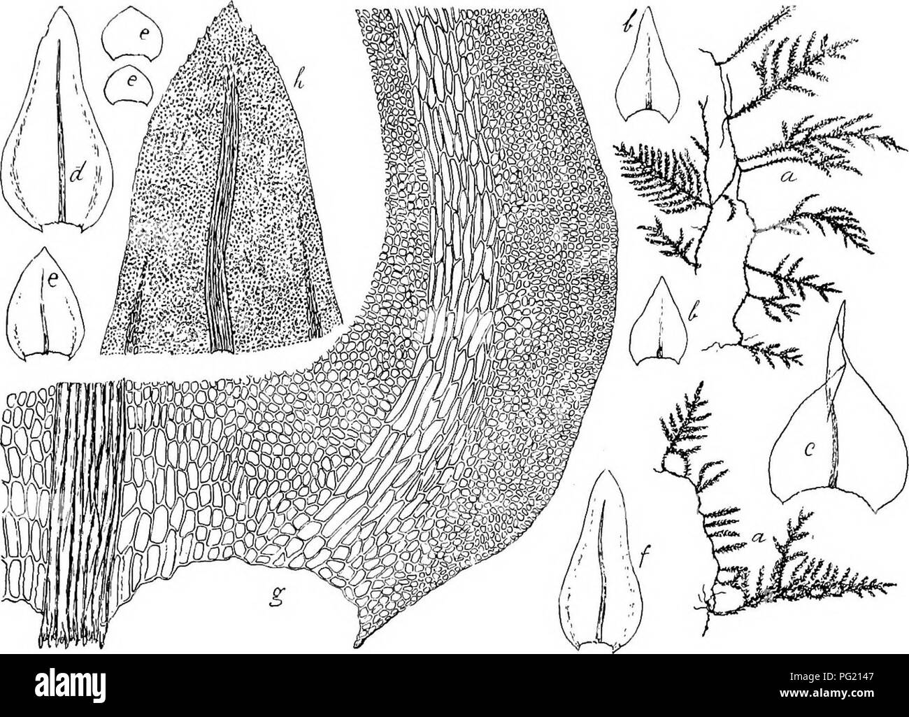 . Flore de Buitenzorg. Botany. 923 Seiten der Blattrander ein 5â8 Zellen breites, iutrala- minales Band langsgestreckter, gelblicher, 15 â 45 ^i. langer Fk. 101.. BhmataUa inii-alimbafa Klsch. a. Habitusbild (natiirl. Grosse). b. Niedei'blaltcr dcs priraai-oQ Stengels &quot;/â c. Niedeiblatt dcs scciindaren Stengels ',&quot;â¢ d. Laubblatt des sccundaron Stengels Â°. a. Gnindblattcr der Acste Y- /. Astblalt V- g. Blattgrund mil den intralaminal verliin- gerten ZcUen j^. h. Blatlspitze -jâ Z el leu, welche wait vor der Spitze in die rundlichen Lamina- zellen ubergehen; die 10â15 Reihen ausser Stock Photo