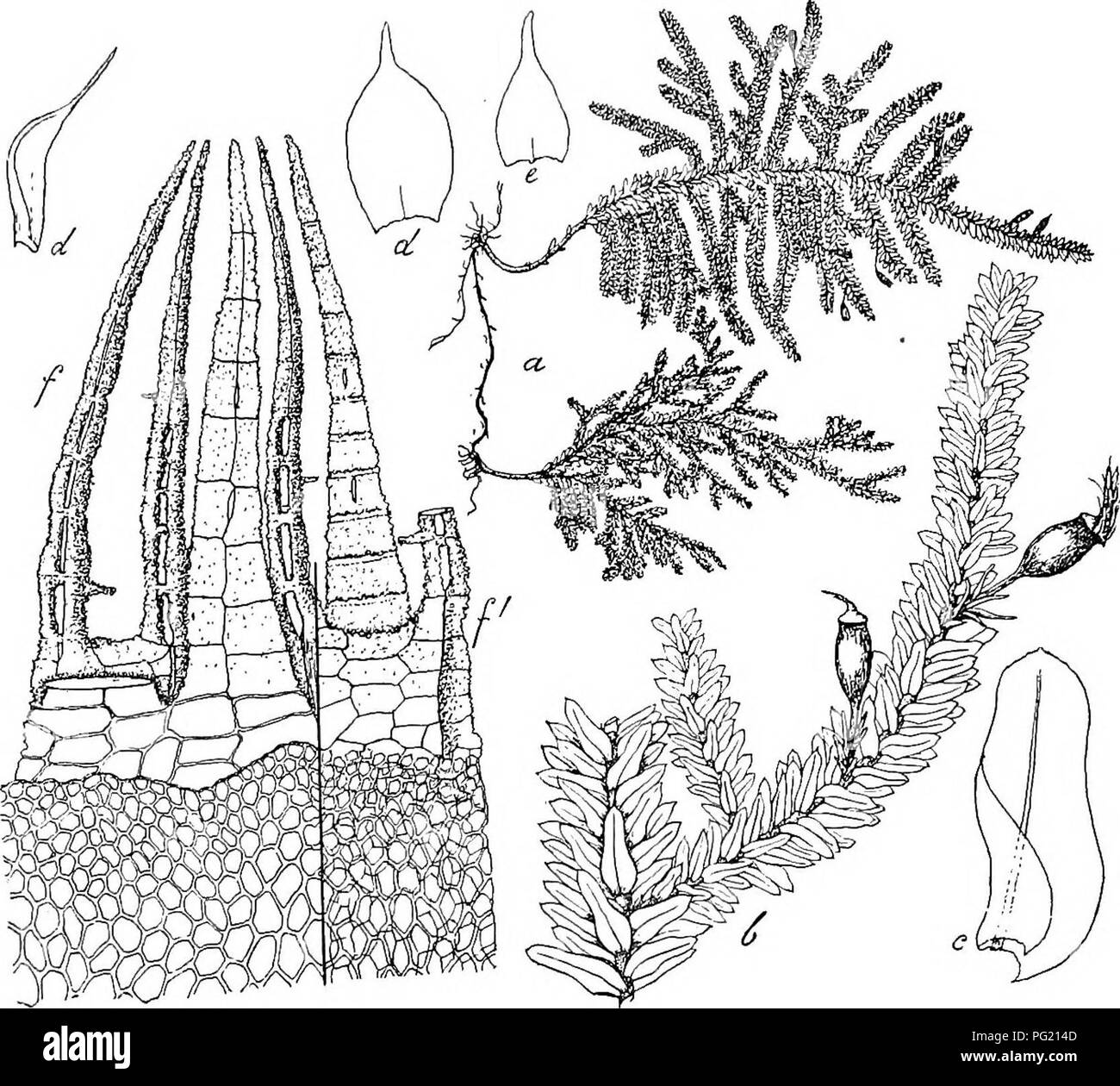 . Flore de Buitenzorg. Botany. 891 an der Mtindung mehrere Reihen kleiner. Am Grunde zerstreut mit kleinen (20 f^.), phaneroporen SpaltOffnungen, die von Ring- zellen umgeben sind; Columella saulchenformig. Ring nicht aus- Fic;. 156.. Ilimaniocladium Plumula (Nefs.) Flscii. a. Habitasbild (natiii'l. Grosse). e. Niederblatt dcs primaien Stengels '/. b. Zweig mit Sporogonen '. f. Periston]. c. Stengelblatt '/• /- Ventral gesehea d. Nicderblatter des secundaven Stengels Y- 10 0 gebildet; Deckel aus niedriger Basis schief geschnabelt, fast von Urnenlange. Haube klein, kappenformig, einseitig gesch Stock Photo