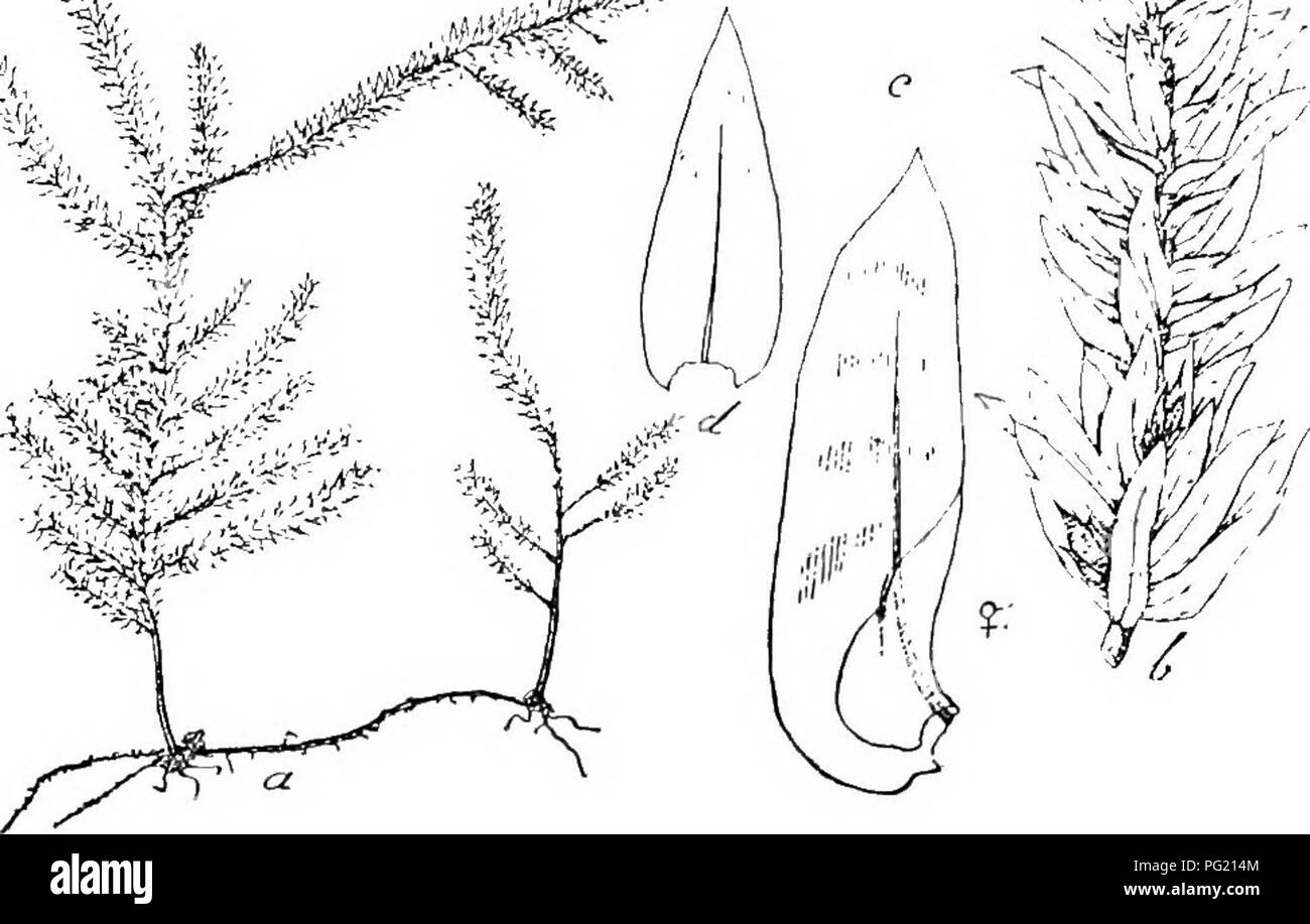 . Flore de Buitenzorg. Botany. Fig. 153. m. Calypioihcci-um subcrispulum Broth. a. Habitusbild (natiiil. Giosse). t. Stengelblatt '-^. b. Zwoig mit 9 Bluten . d. Fiedeiblatt '/• kurz und gerade zugespitzt, alle ohne Rippe, mit gestreckt rhomboidischem, stark getiipfeltem, lockerem Zellnetz, am Rande eine Zellreihe rechteckig gestreckt. 9 Bluten klein, oben sparrig geSffnet, Hullblatter aus scheidigem Grunde oben rasch lanzettlich, allmahlich lang zugespitzt, sparrig abge- bogen, die innersten liaeallanzettlicli. — Pflanzen gelblichgriin, matt glanzeod. Primarer Stengel diiun, kriechend, entb Stock Photo