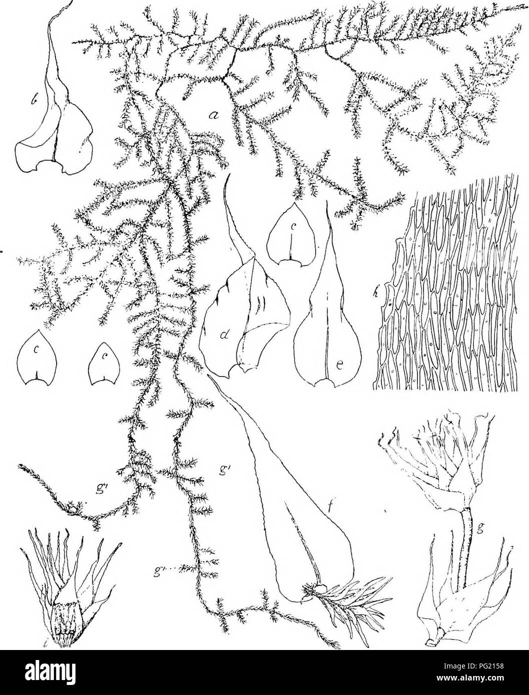 Flore De Buitenzorg Botany 9 Bogig Gekriimmt Rait Blattresteii Bedeckt Besonclers Die Jiinge Ren Auslauferavtigen Enden