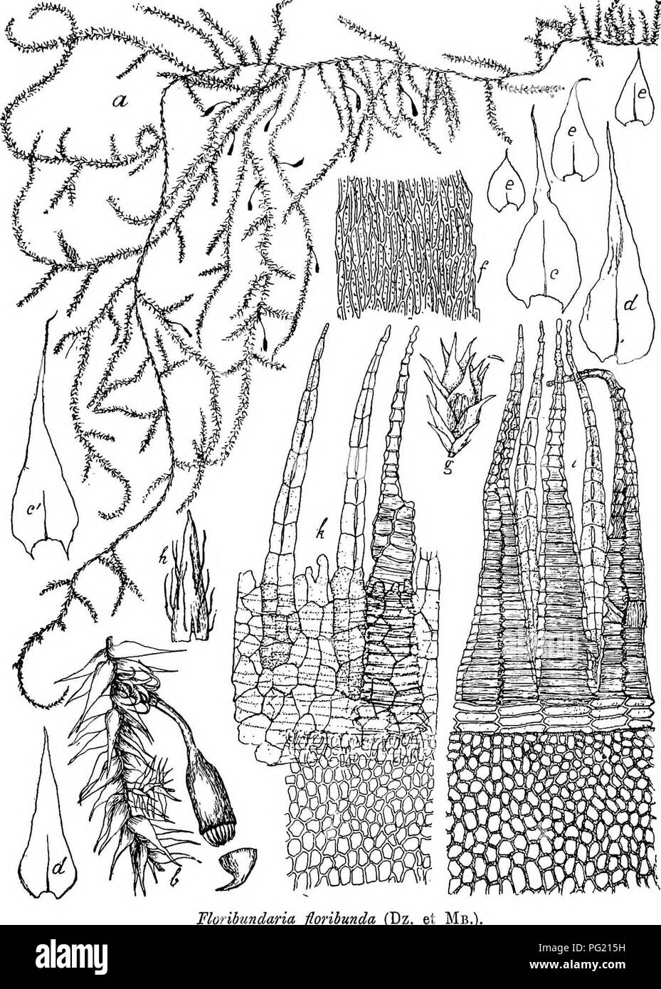 . Flore de Buitenzorg. Botany. 817 kriechend, oft meterlang ddnne Aeste eutlangwachsend, mehrfacli verzweigt, diinn, in unregelmassigen Abstiindeu wurzelnd, (Rhi- Fig. 146.. Florihundaria flon a. Habitusbild (natiirl. Grosse). b. Aststiick mit Sporogon . c. Blatt dcs Hauptstengels '/. c. Blatt am Sprossende des Haupt- stengels '/• d. Astblatter '/• (Dz. et Mb.). e. Griundastblattei- Y- f. Blattzellen —f-' g. &lt;^ Bllite V- h. Jugendliche Haube . i. Periston! dorsal gesehen. k. Desgl. voDtral gesehen -j^. zoiden glatt, in Buscheln, meist zu scheibenformigen Gebilden. Please note that these i Stock Photo