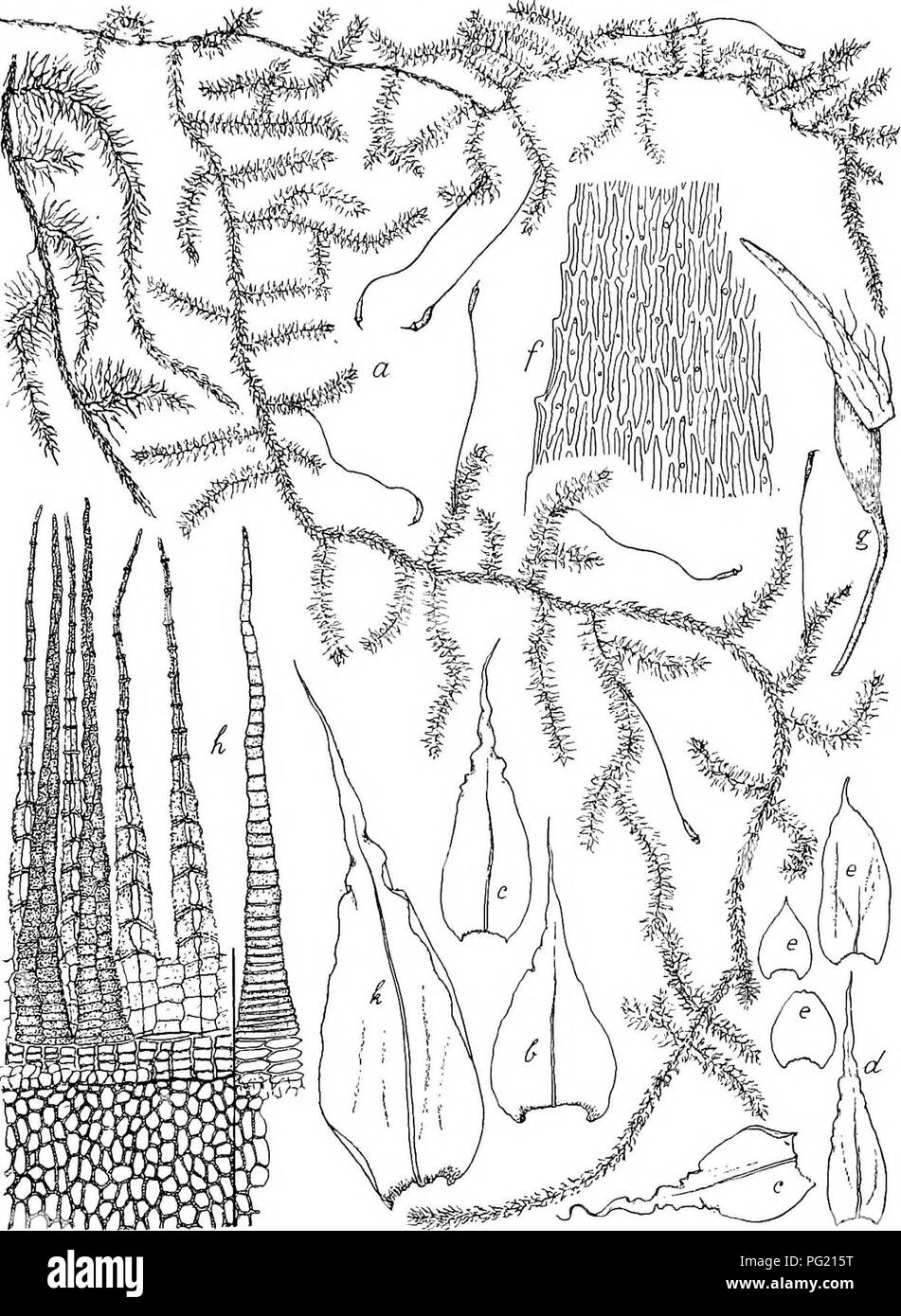 . Flore de Buitenzorg. Botany. schmallauzettlich, kiirzer oder langer fein zugespitzt, fast glatt; Astblatter meist axisgebreitet abstehend, aus breit ovalem, Fig. 142.. Aerotryopsis longissima (Dz. et Mb ) Flscii. var. JDozyana. a. Habitusbild (nalurl. Gipsse). f. Blattzellen ^. h. Stengelblatt.&quot; '-,?• 9- Sporogon V- c. Astblatter '/• ^- Pei-istom ——. d. IMederblatt. 'j*. i. Sec. Stengelstiick der v a v. e. Grundastblattei- Y • gigantea Flsoh. (nat. Grosse). k. Astblatt. '/• abgerundetem Grunde allmahlich in eine sehr lange, geschlan-. Please note that these images are extracted from sc Stock Photo