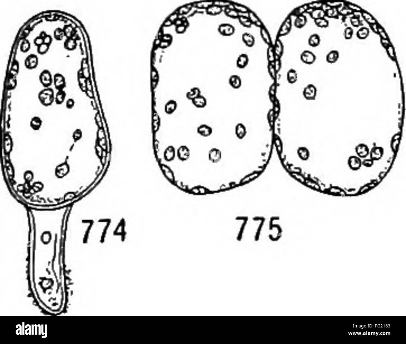 . A textbook of botany for colleges and universities ... Botany. 538 ECOLOGY. from rather than approach sphericity. However, cultures of isolated palisade cells show an approach toward sphericity (figs. 774, 775), as though lateral pressure had been removed suggesting the possibility that the close arrangement of the palisade cells in the leaf prevents the assumption of the spherical form. In the same connection it is of interest to note that when shade monocotyls are exposed to intense light or to strong transpiration, the cells which usually are palisade-like and elongated parallel to the su Stock Photo