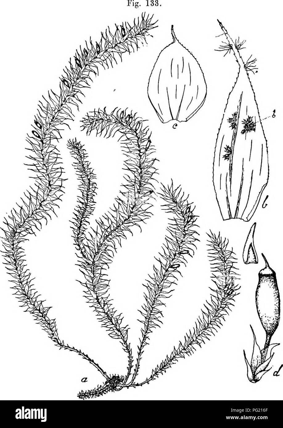 . Flore de Buitenzorg. Botany. 712 gonien zahlreich mit sparlichen, uugefahr gleichlangen Para- physen. Aussere Hullblatter kleiner, langlich-oval, schmal zuge- Fig. 1. Endotrichella elegans (Dz. et Mii.) Flsch. a. Habitusbild (oatiirl. Gi'osse). v. Untei'o Stengelblritter. b. Stengelblatt mit c/ Zweigpflanzen V°- &lt;^- Sporogon mit Haubo '/. spitzt, eingebuchtet und plotzlich in eine schmale, ver- bogene Blattspitze ausgezogen, alle rippeulos. — Pflanzen in lockeren, buscheligen, meist herabhangenden Rasen, melir oder weniger seidenglanzeud, lebhaft grun. Primarer Stengel kurz, kriechend, di Stock Photo