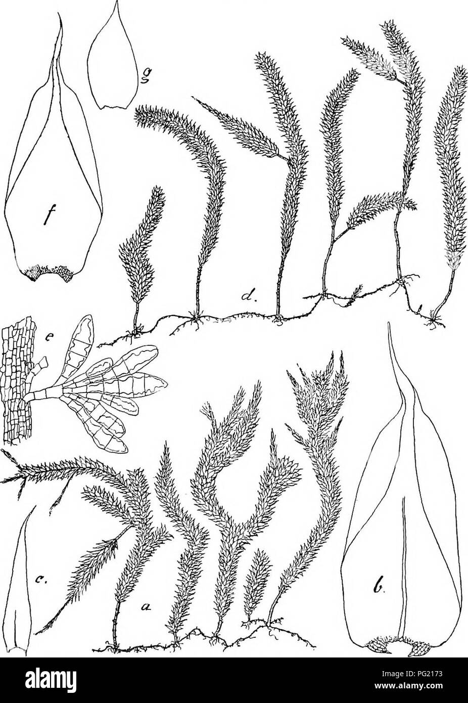 . Flore de Buitenzorg. Botany. 679 Pterohryum crassicaule Par. Index bryol. I, p. 1044 (1894â98). Garovaglia crassicaulis 0. Mull, in herb.  Symphijsodon Beccarii C. Mull, in herb. Exsiccata: M. Fi,eischer, Muse. Archip. Ind. NÂ°. 182 (1901). Zweihausig. 9 Bliitea knospenformig auf kurzem Peri- chaetialast. Archegonien wie bei P. gedehensis, ebenso die Hull- Fig. 127.. Fterohryopsis crassicauUs (C. MiiLL.) und Fterobrijopsis gedehensis Flsch. u. Habitusbild (natiirl. Grosse). e. Stongelburtige Brutkorper â ^. *. SteDgelblatt '/â¢ /â¢ Stengelblatt V- c. Niedeiblatt des sec. Stengels Y- 9- Nied Stock Photo