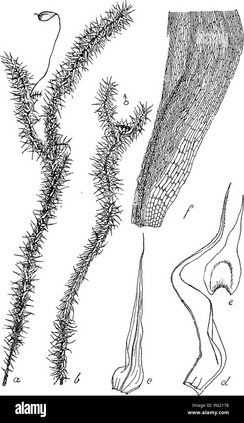 . Flore de Buitenzorg. Botany. 631 fast flach, bis fast zum Blattgrund klein- unci scharf-sagezahnig, am Grunde der Blattecken 8 — 4 Reihen erweiterte, Pig. 120.. Breutelia, arundinifolia Fl. a. Habitusbild (nat. Grosse). b. Desgl. der J Pflanze. u. Stengelblatt if. d. Desgl. von der Seite gesehen ii. e. cf Hullblatt. /. Zellen der Blattecken it. hyaline, reehteckige, leere Alar-Zellen, welche sich ein Stiick am Rande des Blattgrundes hinaufziehen, urn allmahlich. Please note that these images are extracted from scanned page images that may have been digitally enhanced for readability - colora Stock Photo