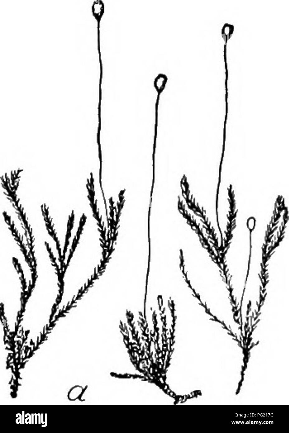 . Flore de Buitenzorg. Botany. 608 mehrfach verzweigt, mit wirtelstandigen, meist gleichlangen, subfloraleii Sprossen, im Querschnitt rundlich, meist 5eckig, Cen- tralstrang gross, meist resorbirt, Grrundgewebe locker, nach aussen mit 1—2 Reihen dickwandigen, substereiden Zellen; Aus- senrinde aus kleineu, sphagnoiden Zellen gebildet, die ebenfalls meist resorbirt sind. Blatter dicht inserirt, zumeist einseits- wendig abstehend bis sichelformig, aus wenig verschma- lertera Grunde allmahlich zugespitzt, mit lang austreten- der, gezahnelter Rippe, 1 —1,5 mm. lang und 0,25—0,4 mm. breit. Blattran Stock Photo