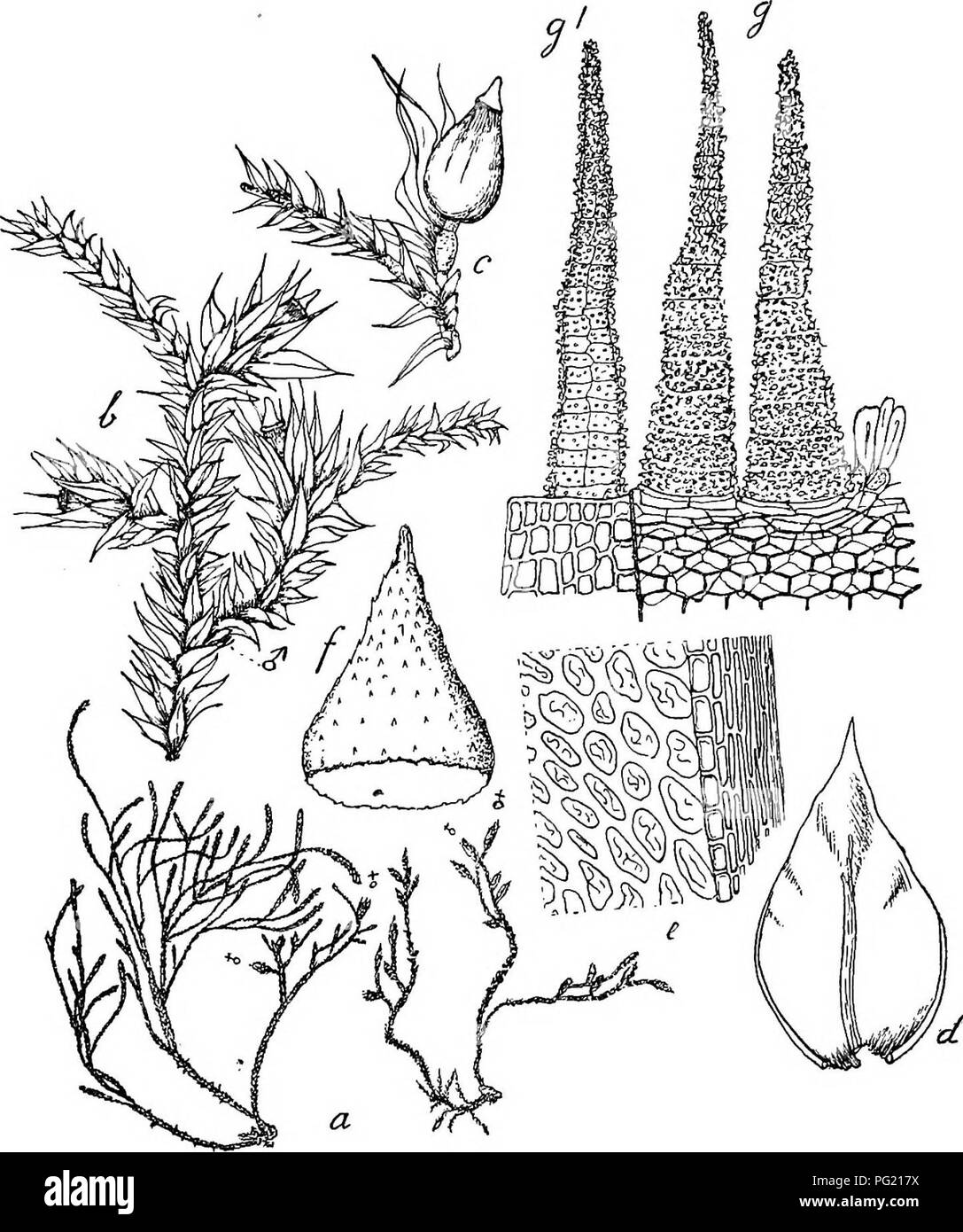 . Flore de Buitenzorg. Botany. 653 elliptisch, 9—12 ^, an der Basis verlangert und hier von der Rippe aus in radiaren Reihen ausstrahlend, an den Blattecken eine querelliptische Gruppe bildend; Cytoplasma- schlauch sichtbar; Chloroplasten sparlich. Blatter der sporogon- tragenden Aeste allmahlich^ etwas schmaler und langer zuge- Fig. 123,. Acrocryphaea concavi a. Habitusbild (naturl. Grosse). b. Zweig mit Spoi'ogonen und &lt;/ Bliiten J. c. Spoi'ogon '/• d. Laiibblatt V- B. et Lac. e. Blattzellen in der Blattmitte ^. /. Haube -J. g. Periston! ventral und g. doi'sal geseben ^-^. spitzt, in die  Stock Photo