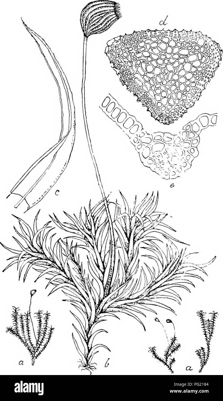 The image showcases a detailed botanical study of flora from Buitenzorg ...