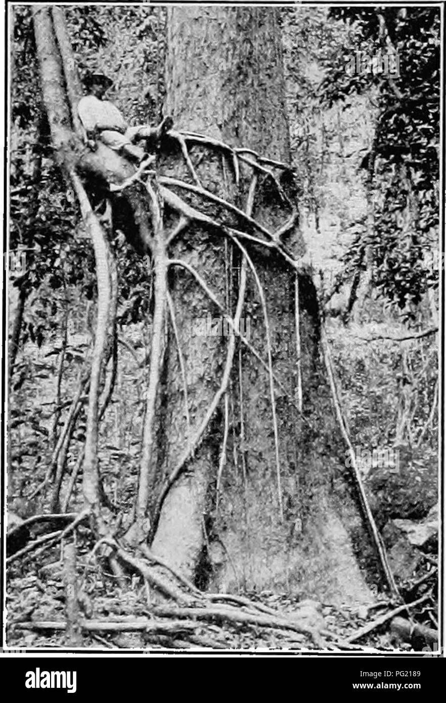 . A textbook of botany for colleges and universities ... Botany. Fig. 739. — The basal por- tion of a maize stalk (Zea Mays), showing prop roots arising from the lower nodes; note that the stalk becomes thicker upwards.. Fig. 740.—A strangling fig {Ficus) that began life as an epiphyte, but which now has absorptive ground roots, as well as roots that envelop the tree (Bischqfia trifoliata) on which the fig started; L^mao Forest Reserve, Philippine Islands.—FromWHiTFORD (Cour- tesy of the Philippine Bureau of Forestry). wiry roots that absorb little or nothing from the bark, the leaves being th Stock Photo