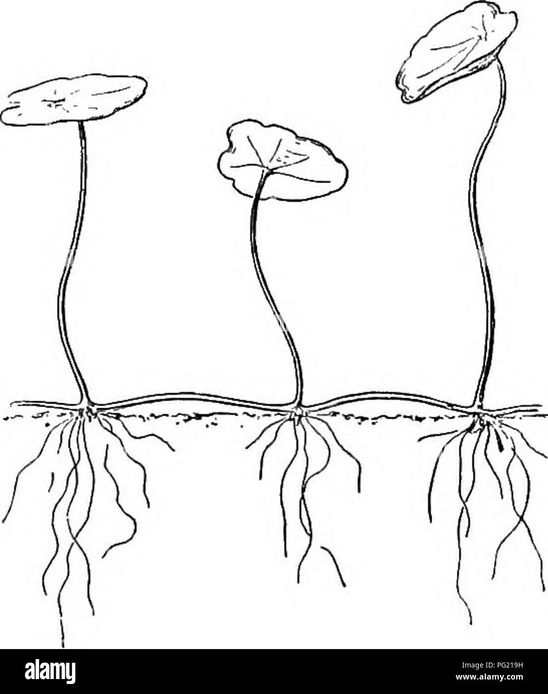 洋書 MORPHOLOGY OF PLANTS Frontiers | Elastic property and fracture mechanics of