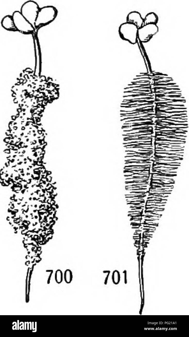 Root hairs on soil Black and White Stock Photos & Images - Alamy