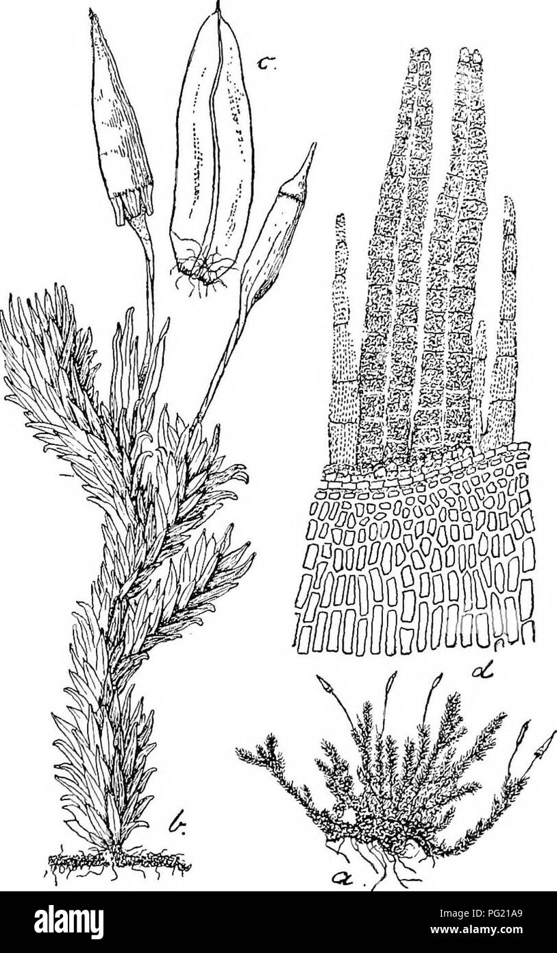 This botanical entry describes the detailed morphology of a plant ...