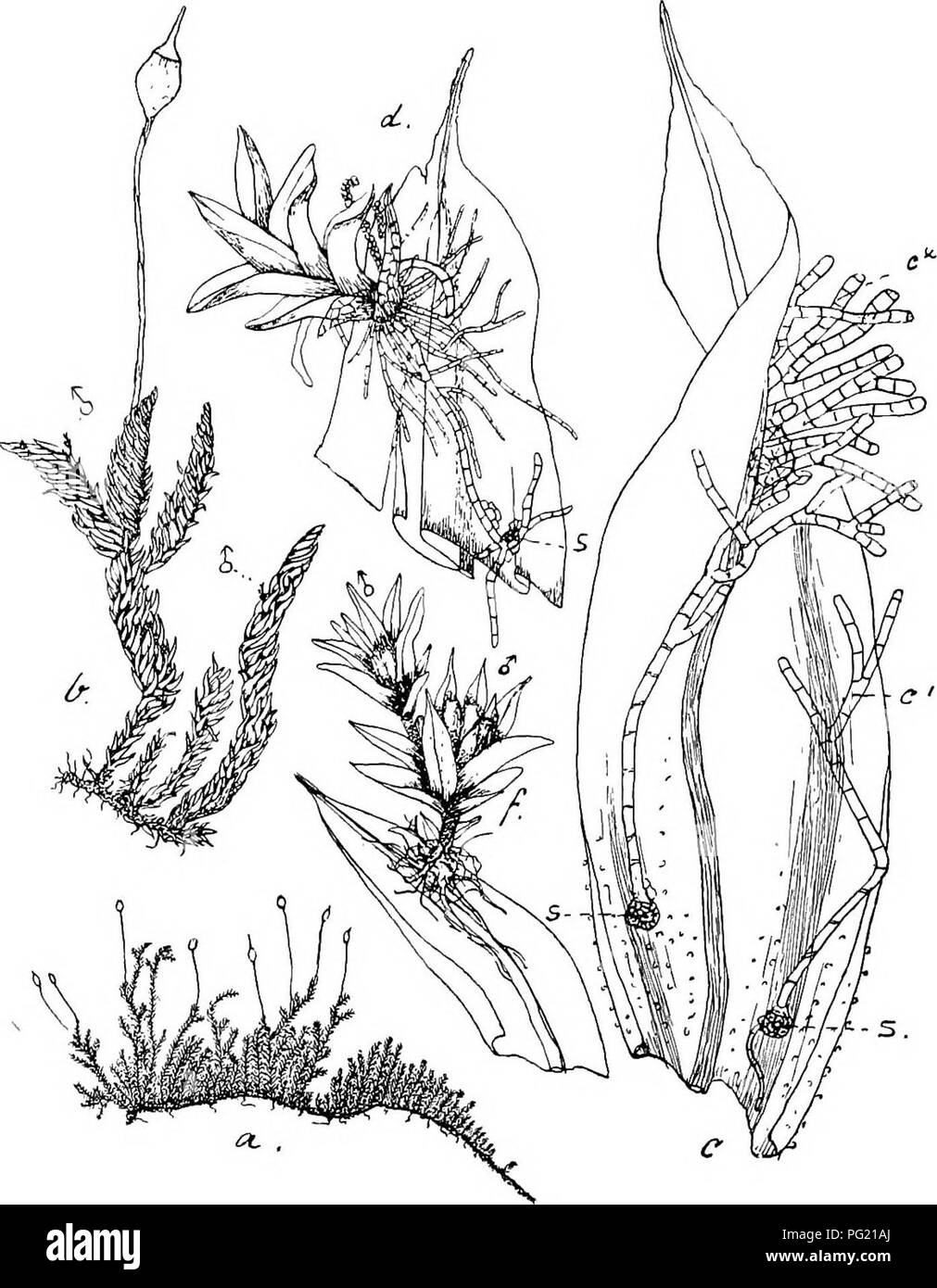 . Flore de Buitenzorg. Botany. 425 Schlotheimia teres Dz. et Mb., in Add. so. tiafc., 1844, II, p. 314. Exsiccata: M. Fleischer, Muse. Archip. Ind., N°. 132 (1900). Zweihausig (phyllodiScisch). d&quot; Pflanzen beblattert, winzig Kk. 78.. Macromitri Blumei Nees. u. Habitusbild (nat. Grosse); i. Desgl. mit d&quot; Bluten i. I,. Stengelblatt mit s., keimenden Spoi'en, c'. und c'., Fadenprotonema, aus dcm sich die (/ Planze entwickelt 12.. d. Jange rf&quot; Pflanze auf del- Blattspitze sicli entwiokelnd ijS..: s. Spore. /. Aasgebildete' (/ Zwergpflanze mit Anthendien -2i. klein, ohne Stengelchen, Stock Photo