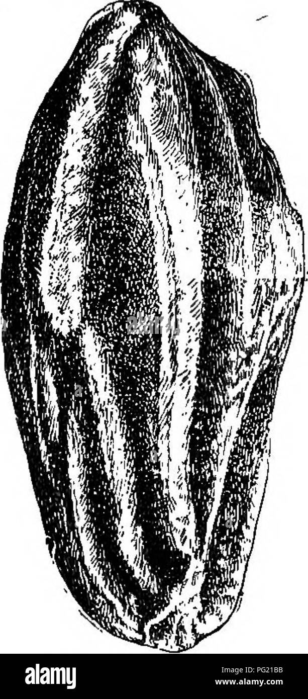 . The nut culturist : a treatise on the propagation, planting and cultivation of nut-bearing trees and shrubs, adapted to the climate of the United States ... Nuts. MISCELLANEOUS KUTS. 279 Mexico, and extending as far north as San Diego, in California, acco^ling to the report of Dr. Cooper (Bot- any of California, Vol. I, p. 109). QXTANDANG NUT.—A medium size Australian tree, the 'Santalum acuminatum, of the sandalwood family (Santalacece). It produces a plum-like fruit, which is best known in its native country as the quandang nut. It is used as a preserve, but is little known, except in or n Stock Photo