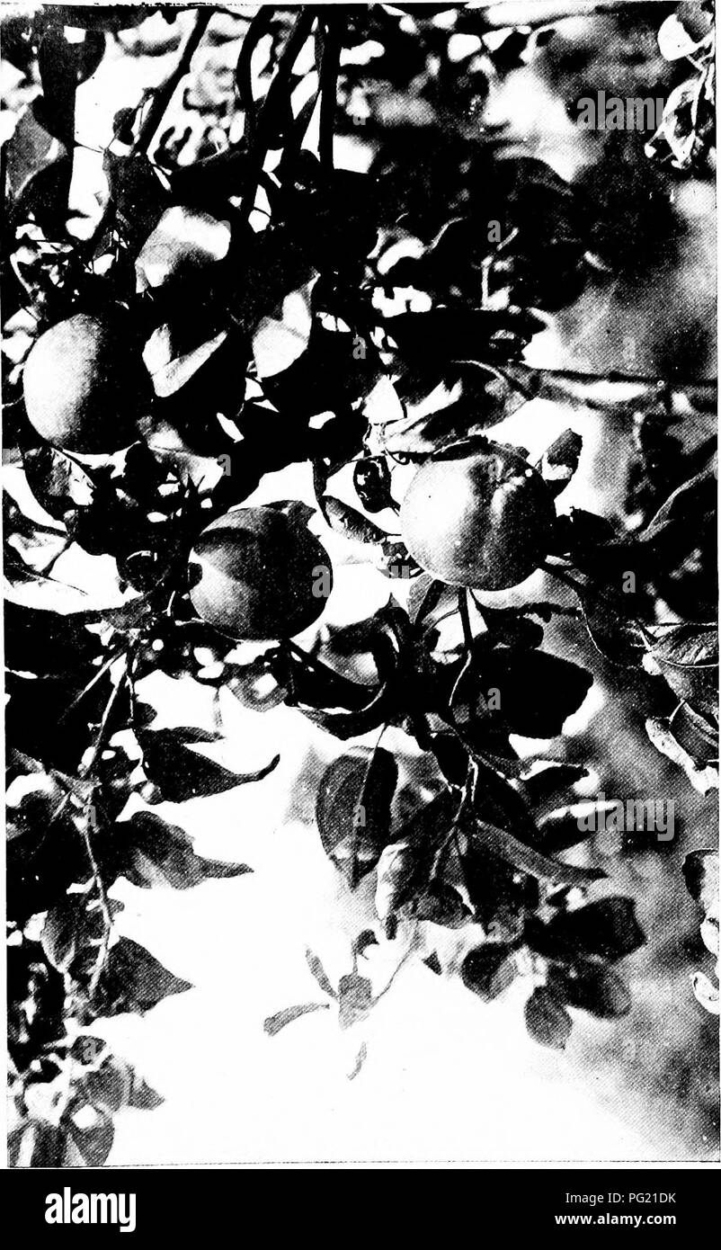 . The romance of everifarm . Natural history. p- rt <. Please note that these images are extracted from scanned page images that may have been digitally enhanced for readability - coloration and appearance of these illustrations may not perfectly resemble the original work.. Sconce, Harvey J. New York : Macmillan Stock Photo