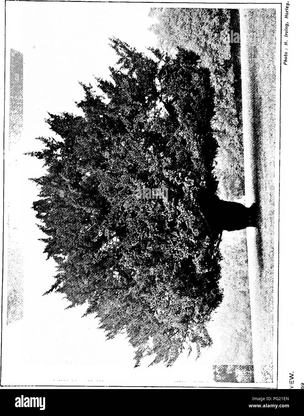 Boulger hires stock photography and images Alamy