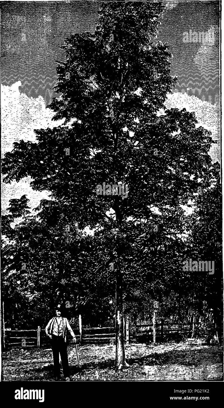 Pecan nut trees Black and White Stock Photos & Images Alamy