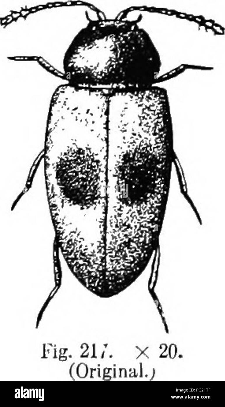 . An illustrated descriptive catalogue of the coleoptera or beetles (exclusive of the Rhynchophora) known to occur in Indiana : with bibliography and descriptions of new species . Beetles. THE SILKEN FUNGUS BEETLES. 581 y. Ent Soc, VIII, 1900, 1107 ( ). Atomaria ovalis Cnsey, Joum. N. 124. Oval, rapidly attenuate at each end, strongly convex. Black or piceous, shining; legs and antenna dull brownish-yellow. Antennse stout, one-half length of body in male. Thorax one-half wider than long, sides strongly converging on apical half, apex two-thirds as wide as base; disk rather coarsely and densely Stock Photo