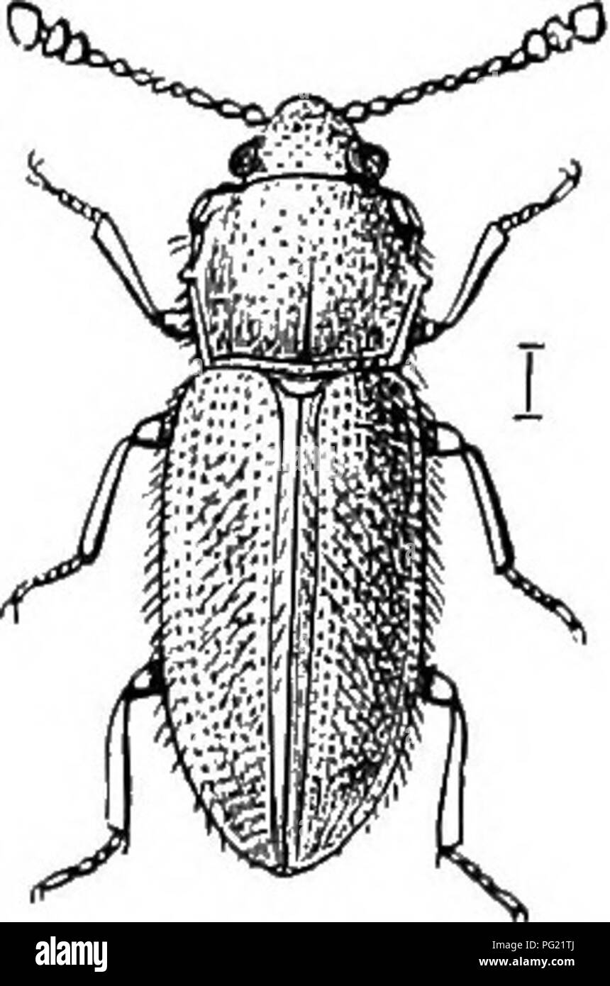 . An illustrated descriptive catalogue of the coleoptera or beetles (exclusive of the Rhynchophora) known to occur in Indiana : with bibliography and descriptions of new species . Beetles. THE PLAT BARK BEETLES. 569 Subfamily IV. TELEPHANINAE. Two genera comprise this subfamily, â one of which is repre- sented in the State by a single species: VIII. Telephanus Erichs. ]8:i'2. (Gr., &quot;distant + glitter.&quot;) Elongate, slender, subdepressed species, having the first joint of antenna' long, spindle-shaped; elytra broader than thorax, their tips rounded; hind femora swollen; tarsi 5-jointed, Stock Photo