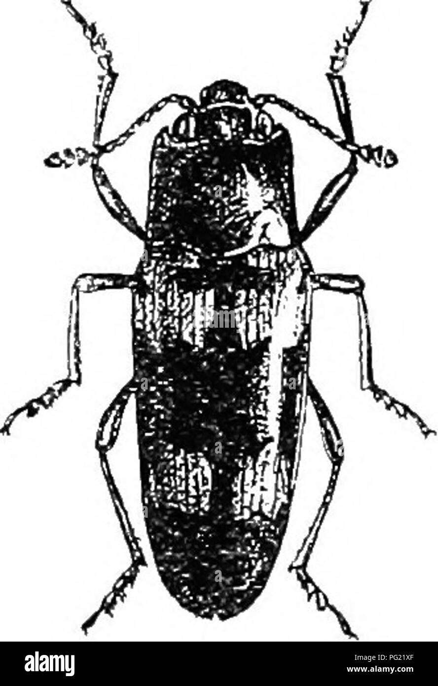 . An illustrated descriptive catalogue of the coleoptera or beetles (exclusive of the Rhynchophora) known to occur in Indiana : with bibliography and descriptions of new species . Beetles. THE PLEASING FUNGUS BEETLES. 545 b. Mead and thorax nearly smooth; elytra with blacjv crossbars; length 12-15 llllll. 1039. FASCIATA. 66. Head and Ihorax very coarsely and distinctly imuctured; elytra each with four black spots; length less than 6 mm. 1041. ulkei. *10:',n (3216). Megalodacne fasciata Fab., Ent. Syst., II, 1798, 511. Oblong-ovate. Black, shining; elytra with two reddish crossbars, the basal o Stock Photo