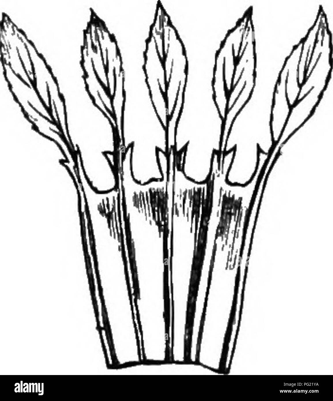 . The origin of floral structures : through insect and other agencies. Plants; Flowers; Flowers. Fig. 66.—Ranunculus with folioceous aepal. Fig. 6t.—Foliaceons calyx of Trifolium repens, with Etipulate leaflets (after Bailion). The venation may in some cases assist in furnishing a clue as to the real nature of a part. Thus in Hellebore, as already seen (Fig. 61), the bracts are homologous with petioles, their venation being palmate, and not pinnate as in the divisions of the blades of the leaves. It is the same in the sepals, which are presumably therefore homologous with petioles as well. The Stock Photo