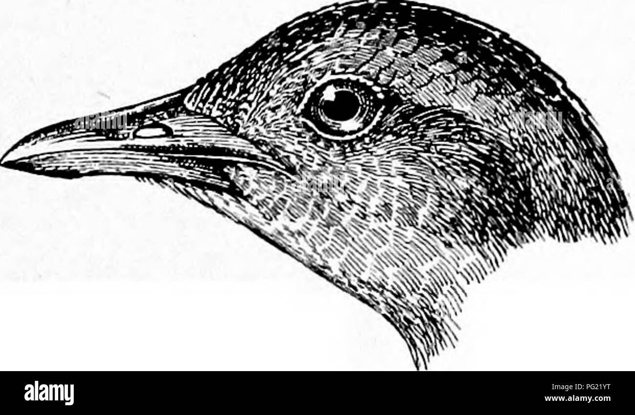 . The birds of South Africa. Birds. EALLID^ OETYGOMETEA 251 674. Ortygometra pusilla. Baillon's Crake. Eallus pusillus, Pall. Beis. Buss. Beich. iii, p. 700 (1776). Rallus intermedius, Hermann, Obs. Zool. i, p. 198 (1804). Rallus minutus, Pall. Zoogr. Bosso-Asiat. ii, p. 155 (1811). Rallus bailloni, Vieill. N. Diet. Hist. Nat. xxviii, p. 548 (1819). Gallinula pygmsea, Brehm, Lehrb. Naturg. Eur. Viig. ii, p. 641 (1824). Ortygometra pygmsea, Gurnetj, Ibis, 1865, p. 273 [NatalJ; id. in Andersson's B. Bamaral. p. 317 (1872); Atjres, Ibis, 1873, p. 283, 1874, p. 107. Ortygometra minuta, Layard, B.  Stock Photo
