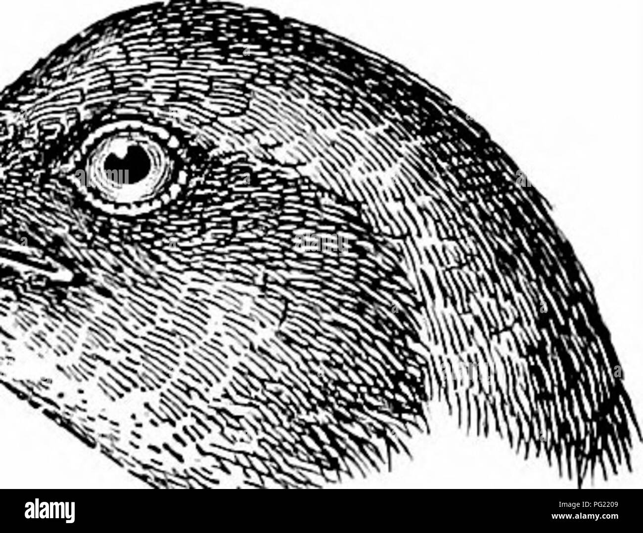 . The birds of South Africa. Birds. 244 EALLIDJE EALLUS 670. Ballus cserulescens. Kaffir Rail. Eallus caerulesoens, Gmel. Syst. Nat. i, p. 716 (1788); GiiU, K. Vet. AJcad. Handl. StocMi. ii, no. 10, p. 54 (1858) [Knysna and Oudt- shoorn] ; Layarcl, B. 8. Afr. p. 337 (1867) ; Gurney, Ibis, 1868, p. 471 ; id. in Andersson's B. Damaral. p. 316 (1872); Ayres, Ibis, 1873, p. 283, 1874, p. 107, 1877, p. 351; Barratt, Ibis, 1876, pp. 183, 213 ; Holub d Pelzeln, Orn. Siid-Afr. p. 295 (1882) ; Sharpe, ed. Layard's B. S. Afr. p. 610 (1884); Sharpe, Cat. B. M. xxiii, p. 25 (1894); Shelley, B. Afr. i. p.  Stock Photo