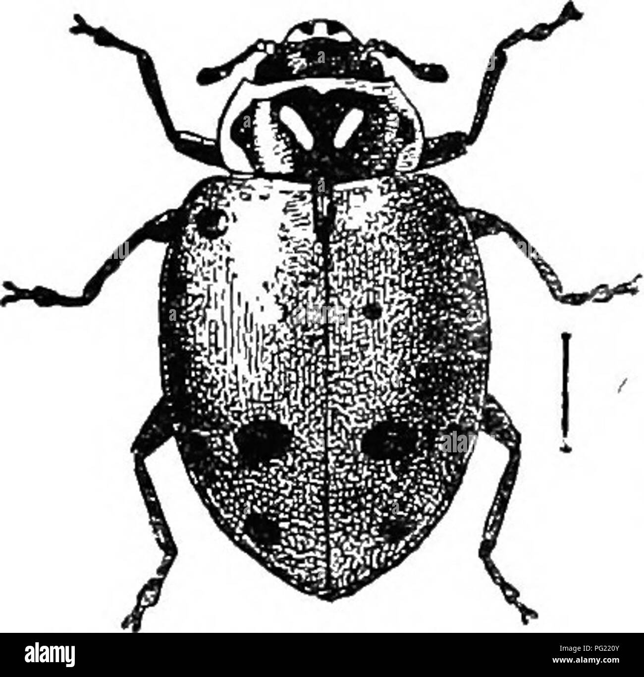 . An illustrated descriptive catalogue of the coleoptera or beetles (exclusive of the Rhynchophora) known to occur in Indiana : with bibliography and descriptions of new species . Beetles. 512 FAMILY XVI.—COCCINJJLLIDiE. Throughout the State; frequent. April l-Deeember 18. The black subapical lunule varies much in size and form, being some- times a large irregular blotch. 976 (3044). IIjppodamia gli.cialis Falir., Syst. Ent., 1775, SO. &lt;)li](nig-uv;il. Head black with a triangular .vellow spot on center; tho- rax with the pale side margins wider in front and behind, the angular ex- tension Stock Photo