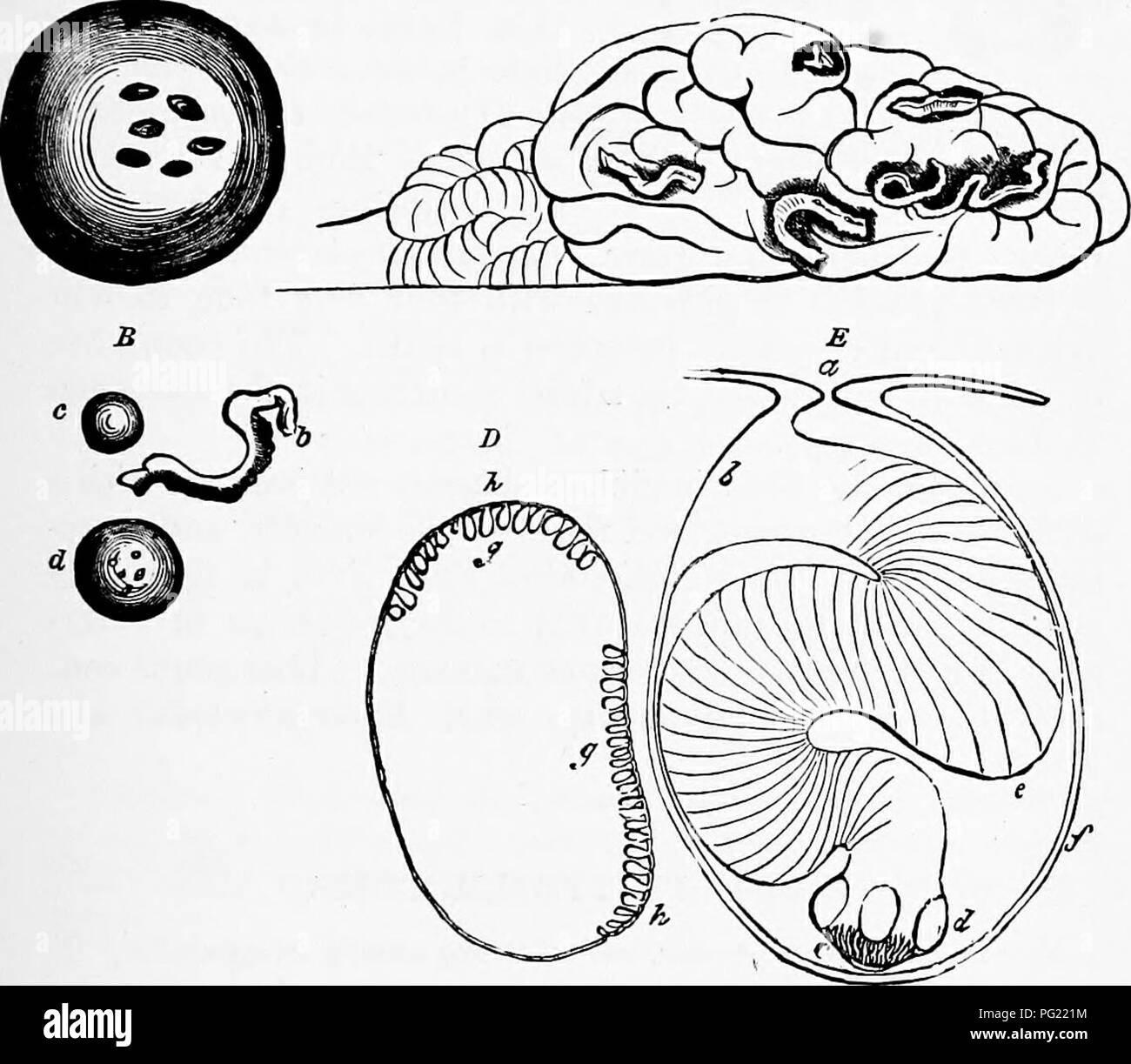 Zoology : for students and general readers . Zoology. HYDATIDS OF THE  SHEEP. 161 ing the colony. This hydatid also infests cattle, the horse,  goat, various species of antelope and deer