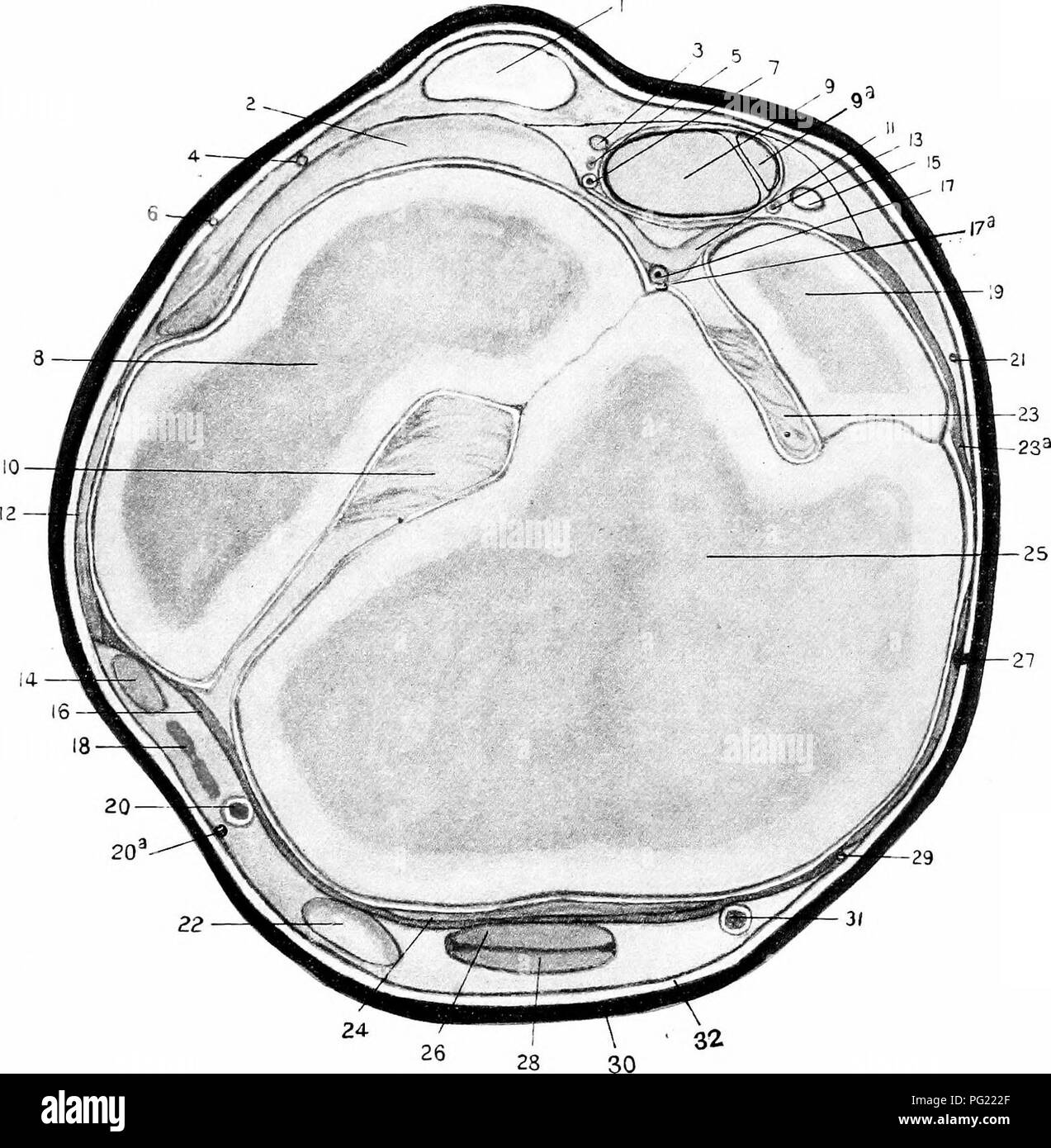 . The surgical anatomy of the horse ... Horses. Plate XIX.—Transverse Section of Right Hind Limb Through Seats of Spavin and Curb. I. PerforatLis tendon. 2. Calcaneo-metatarsal ligament. 3. External plantar nerve. 4. External saphena nerve. 5. External plantar artery. 6. Cutaneous branch of musculo-cutaneous nerve. 7. External metatarsal vein. 8. Cuboid. 9. Perforans tendon. 9A. Flexor accessorius tendon. 10. Cuboido-cunean interosseous ligament. 11. Tarso-metatarsal ligament. 12. External lateral ligament. 13. Internal plantar artery. 14. Peroneal tendon. 15. Internal plantar nerve. 16. Anter Stock Photo