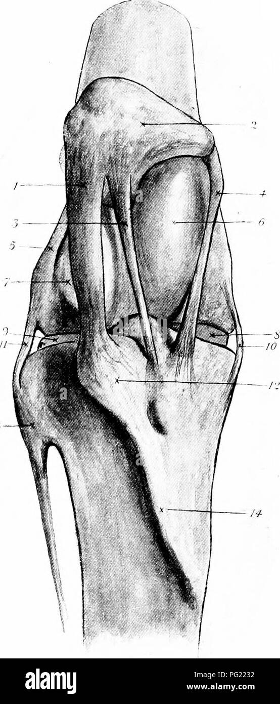 . The surgical anatomy of the horse ... Horses. Plate XVII.—The Stifle-Joint—Bones, Ligaments and Cartilages A.—POSTERIOR aspect I. Supracondyloid crest. 2. Supracondyloid fossa. 3. Inner condyle of femur. 4. Outer lip of supracondyloid fossa. 5.-Femoral coronary ligament. 6. Outer condyle. 7. Posterior crucial ligament. 8. Anterior ditto. 9. Inner semilunar cartilage. 10. External lateral ligament. 11. Internal ditto. 12. Outer semilunar cartilage. 13. Special tubercle, to which internal crucial ligament is attached. 14. Posterior coronary ligament of outer cartilage. 15. Tubercle for inserti Stock Photo