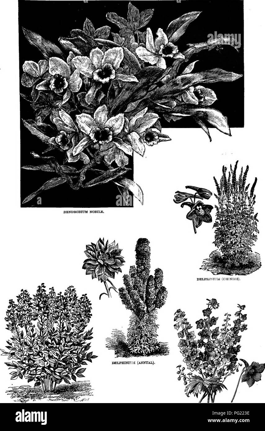 . Henderson's Handbook of plants and general horticulture. Gardening; Botany. J2J DICTAMirDS PKAXIKELLA. DELPHINIUM FOKMOSUM.. Please note that these images are extracted from scanned page images that may have been digitally enhanced for readability - coloration and appearance of these illustrations may not perfectly resemble the original work.. Henderson, Peter, 1822-1890. New York, P. Henderson &amp; Co. Stock Photo