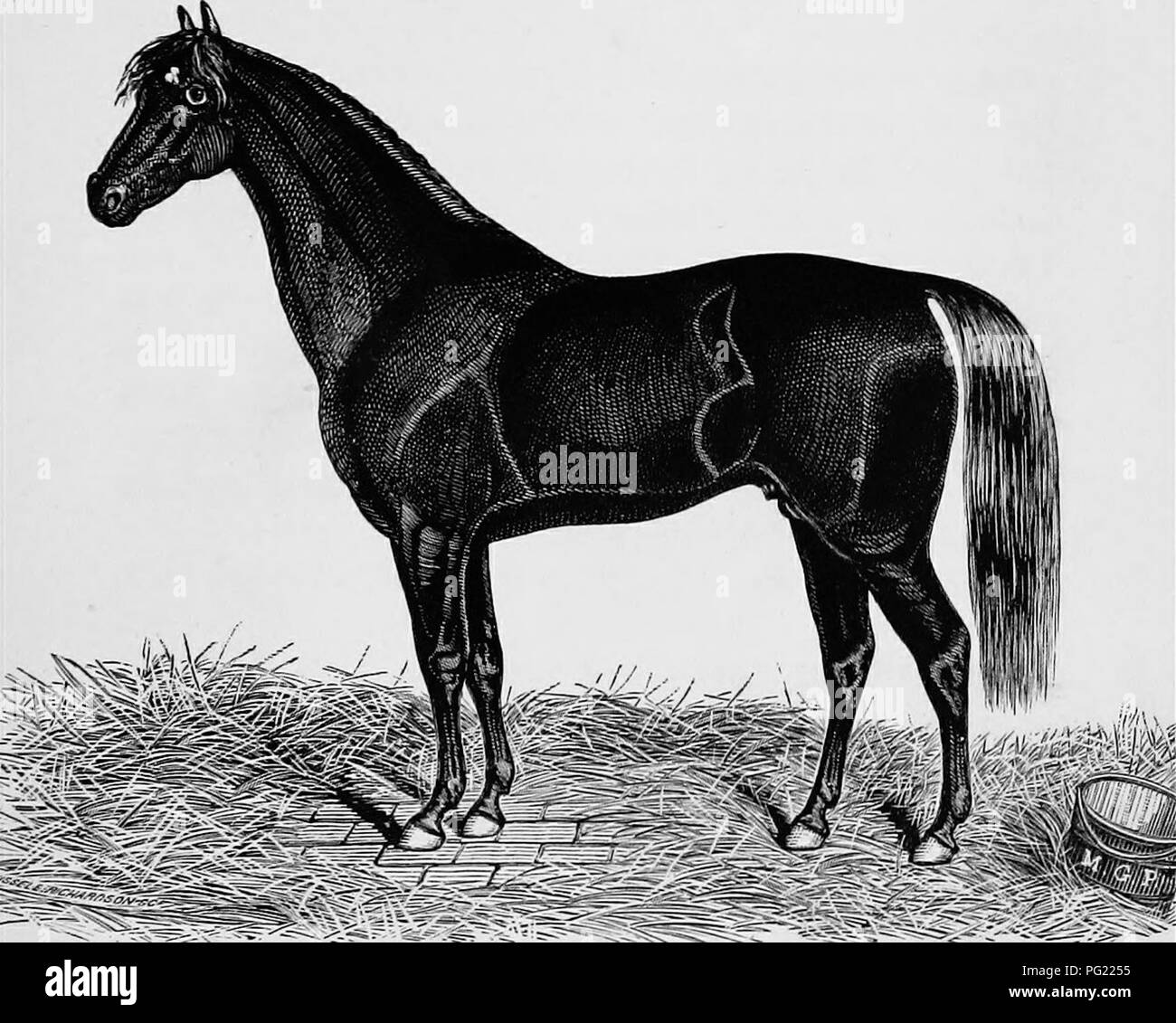Hurse Black and White Stock Photos & Images - Alamy
