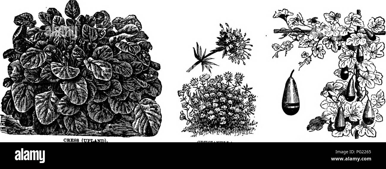 . Henderson's Handbook of plants and general horticulture. Gardening; Botany. I (UPLAND). CRUCIANELLA. CUCUEBITA {GOUBD).. Please note that these images are extracted from scanned page images that may have been digitally enhanced for readability - coloration and appearance of these illustrations may not perfectly resemble the original work.. Henderson, Peter, 1822-1890. New York, P. Henderson &amp; Co. Stock Photo