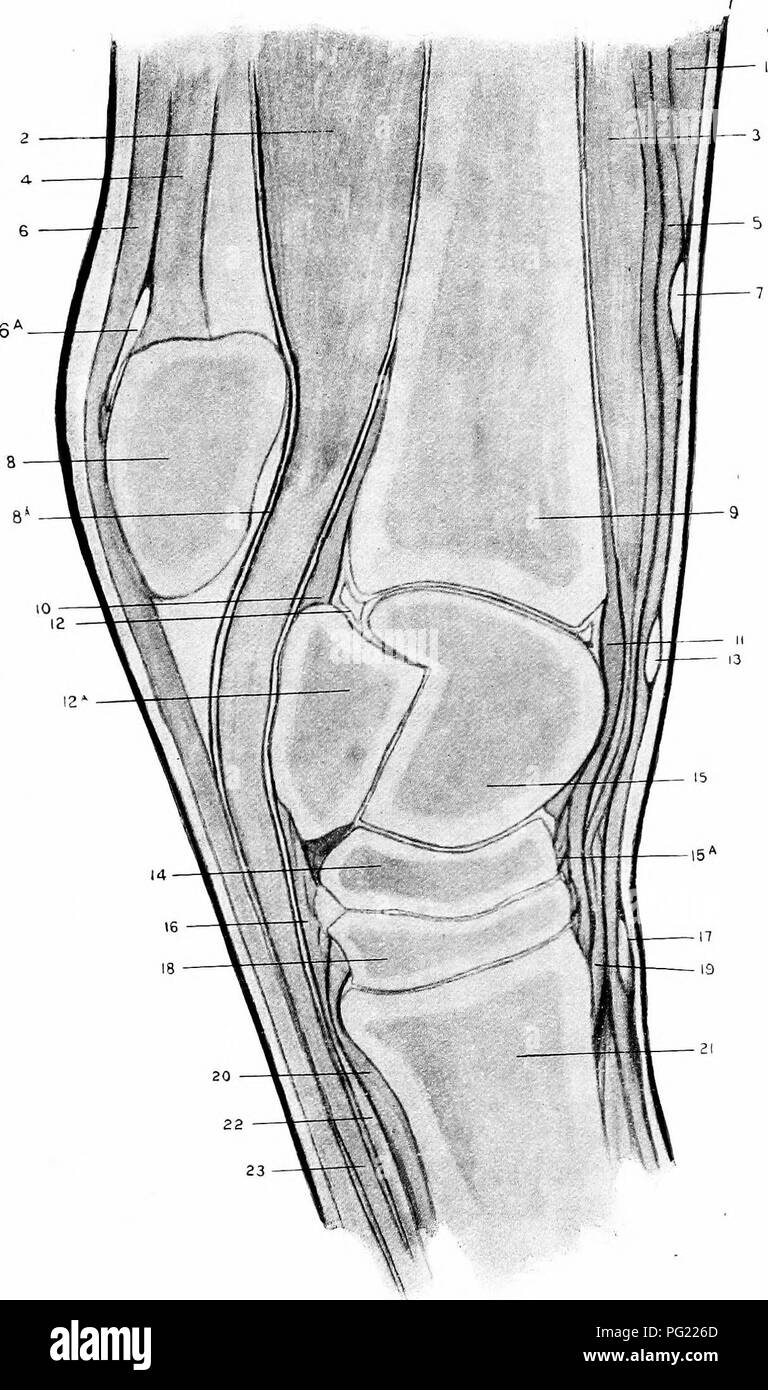 . The surgical anatomy of the horse ... Horses. Plate IX.—Longitudinal Mesial SEirnoN ok Left Hock Showing Inner Face of Outer Portion. I. Extensor pedis muscle. 2. Flexor perforans muscle. 3. Flexor metatarsi (tendinous and muscular divisions). 4. Tendon of gastrocnemius. 5. Tendon of extensor pedis. 6. Tendon of flexor perforatus 6a. Bursa beneath Perforatus Cap. 7. Superior annular band. 8. Tuber calcis. 8a. Tarsal sheath. 9. Tibia. 10. Posterior common ligament. 11. Anterior common ligament. 12. Synovial membrane of true hock joint. I2A. Body of calcis. 13. Middle annular band. 14. Scaphoi Stock Photo