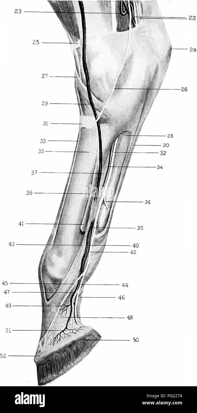 . The surgical anatomy of the horse ... Horses. Plate VI. Superficial Dissection (continued). Hind Limb (right), Inner aspect.—22. Plantar nerves. 23. Sigmoid curve of posterior tibia! artery. 24. Summit of tuber calcis covered by perforatus tendon, 25. Superior annular band. 26. Cutaneous branch of posterior tibial nerve passing over seat of spavin. 27. Cunean tendon. 28. Tendon of perforans leaving tarsal sheath. 29. Internal metatarsal vein passing upwards to form anterior root of internal saphena vein. 30. Perforatus tendon, 31. Inferior annular band. 32. Internal plantar nerve. 33. Extens Stock Photo