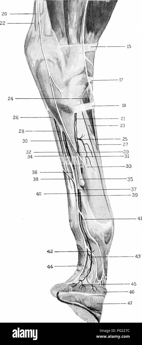. The surgical anatomy of the horse ... Horses. Plate IV. Superficial Dissection (continued). Hind Limb (right), Outer ASPECT.—15. Superior annular band. 17. Middle annular land. 19. Inferior annular band. 20. Tendon of gastrocnemius. 21. Large metatarsal artery. 22. Tendon of perforatus playing over summit of tuber calcis. 23. Tendon of peroneus. 24. Extensor brevis. 25. Branch of large metatarsal artery. 26. Perforatus tendon below hock. 27. Tendon of extensor pedis. 28. Tendon of perforans. 29. Outer small metatarsal bone. 30. Suspensory ligament. 31. Terminal filament of external saphenous Stock Photo