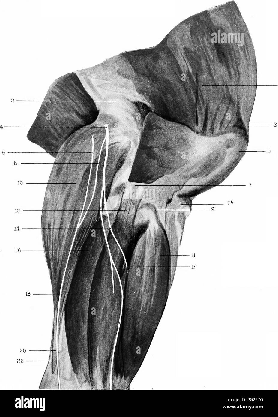 . The surgical anatomy of the horse ... Horses. Plate III. Superficial Dissection. Hind Limb (right), Outer aspect.—i. Quadriceps muscles. 2. Outer condyle of femur. 3. Insertion of superior division of biceps femoris. 4. External popliteal nerve. 5. Patella. 6. External sa|)henous nerve. 7. External lateral ligament of stifle. 7A. Insertion of external straight patellar ligament into anterior tuberosity of tibia. 8. Communicating branch from external popliteal nerve to external saphenous nerve. 9. Common tendon of extensor pedis and tendinous division of flexor metatai'si. 10. Outer belly of  Stock Photo