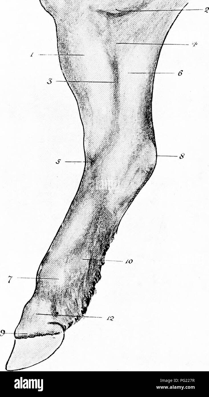 . The surgical anatomy of the horse ... Horses. ^:Z$&quot;^'':. Plate I.—Anterior and Outer Aspects of Hind Lime A. RIGHT HIND LIMB, ANTERIOR ASPECT I. Elevation formed by tendon of quadriceps muscle. 2. Elevation formed b)' patella. 3. Position of tibial crest. 4. Elevation formed by inner subcutaneous surface of tibia. 5. Elevation formed by belly of extensor pedis. 6. Position of internal malleolus. 7. E.xternal malleolus. 8. Depression (seat of bog spavin). 9. Position of cuboid. 10. Seat of spavin. 11. Metatarsal region. la. Fetlock joint. 13. Position of pastern joint. 14. Coronet. B. — Stock Photo