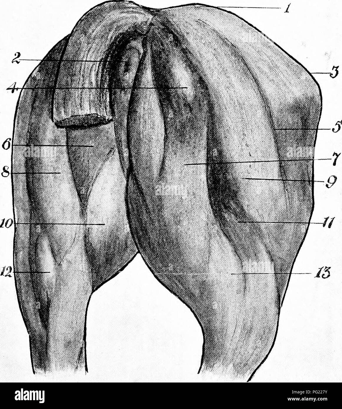 . The surgical anatomy of the horse ... Horses. Plate II.—The Hind Quarter viewed from behind I. Croup. 2. Anus. 3. Angle of haunch. 4. Elevation formed by tuber ischii. 5. Groove between biceps femoris and posterior arm of superficial gluteus. 5. Elevation formed bj'semimembranosus. 7 and 8. Elevations formed by semitendinosus. g. Elevation formed by anterior or great head of biceps femoris. 10. Elevation formed by gracilis. 11 and 13. Elevations formed by two remaining heads of biceps femoris. 12. Gastrocnemius.. Please note that these images are extracted from scanned page images that may h Stock Photo