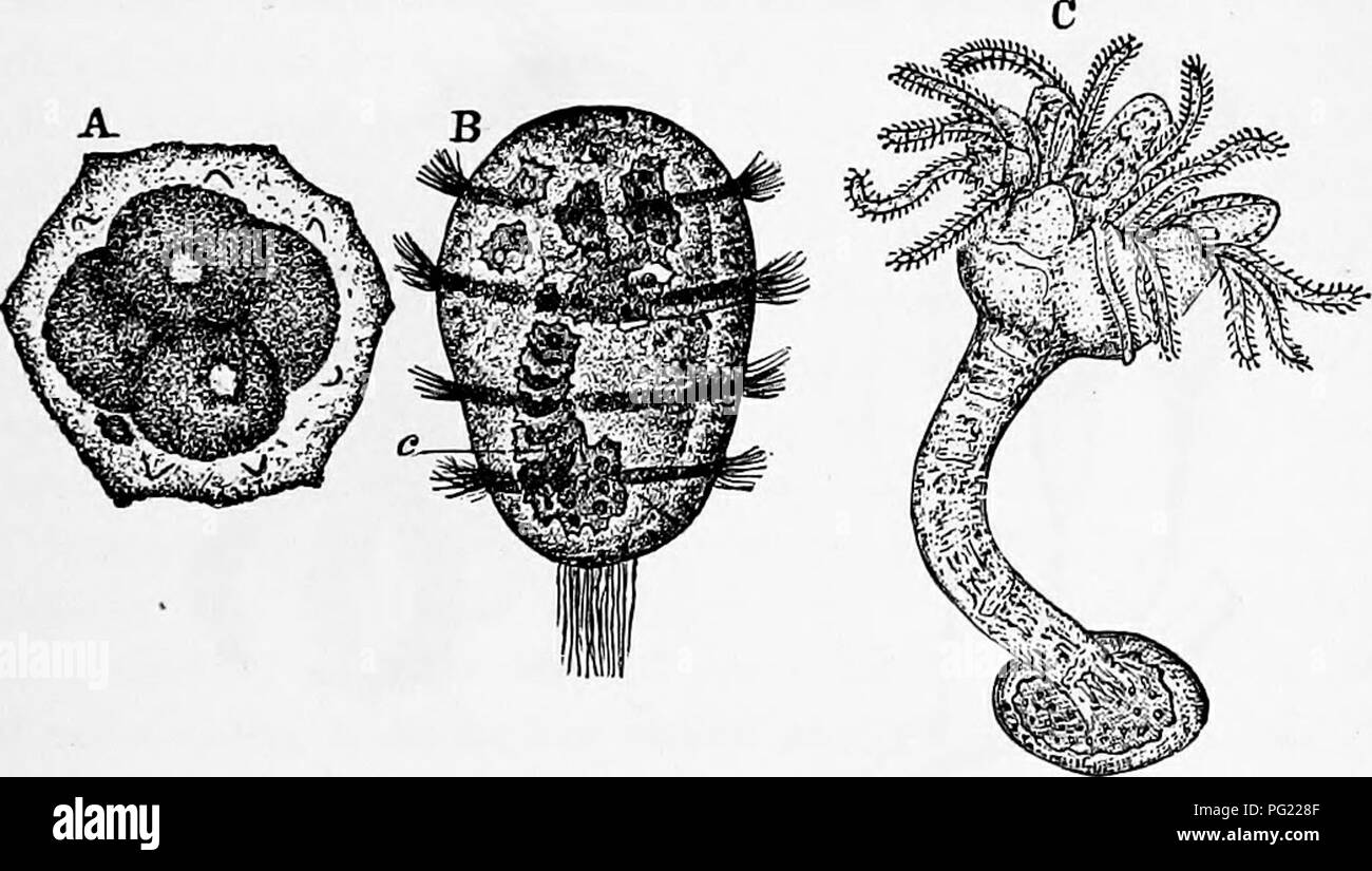 . Zoology : for students and general readers . Zoology. DEVELOPMENT OF GRINOTDS. 105 relations as in the nnstalked Crinoids [Antedon and Actin- ometra), only they are on a simpler plan, there being a close similarity between Rhizocrinus and the pentacrinoid stage of Antedon. The ovaries of Antedon open externally on the pinnules of the arms, while there is no special opening for the prod- ucts of the male glands, and Thompson thinks that the spermatic particles are &quot; discharged by the thinning away and dehiscence of the integument.&quot; The ripe eggs hang for three or four days from the  Stock Photo