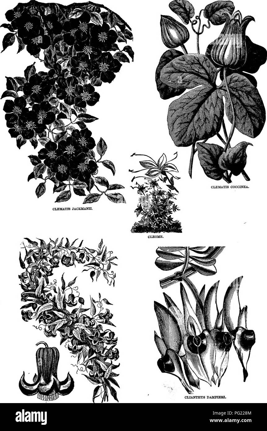 . Henderson's Handbook of plants and general horticulture. Gardening; Botany. CLIANTHUS CAMFIEBI. CLEMATIS CBIBFA.. Please note that these images are extracted from scanned page images that may have been digitally enhanced for readability - coloration and appearance of these illustrations may not perfectly resemble the original work.. Henderson, Peter, 1822-1890. New York, P. Henderson &amp; Co. Stock Photo