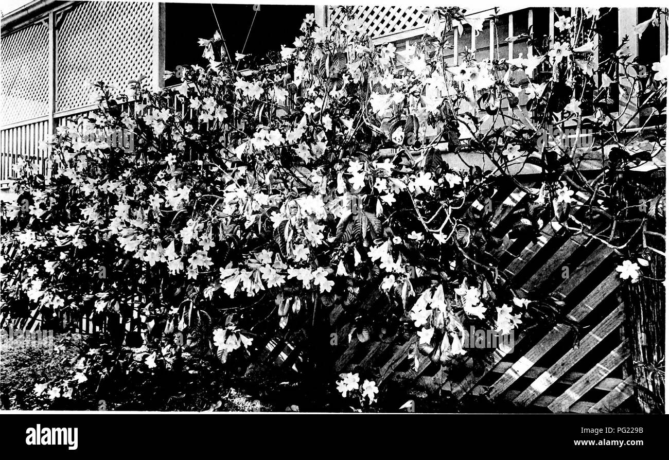 . The naturalist in Australia. Natural history. PLATE L.. A. TRUMPET CREEPER, Beaumontia Grandiflora, ON A QUEENSLAND VERANDAH, p. 288.. Please note that these images are extracted from scanned page images that may have been digitally enhanced for readability - coloration and appearance of these illustrations may not perfectly resemble the original work.. Kent, W. Saville (William Saville), d. 1908. London, Chapman &amp; Hall Stock Photo