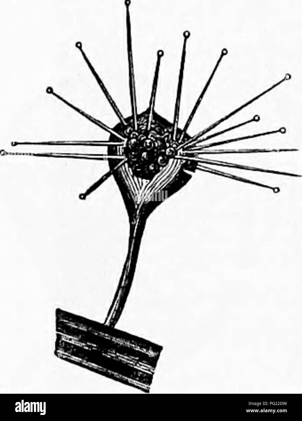 Gelatinous membrane hires stock photography and images Alamy