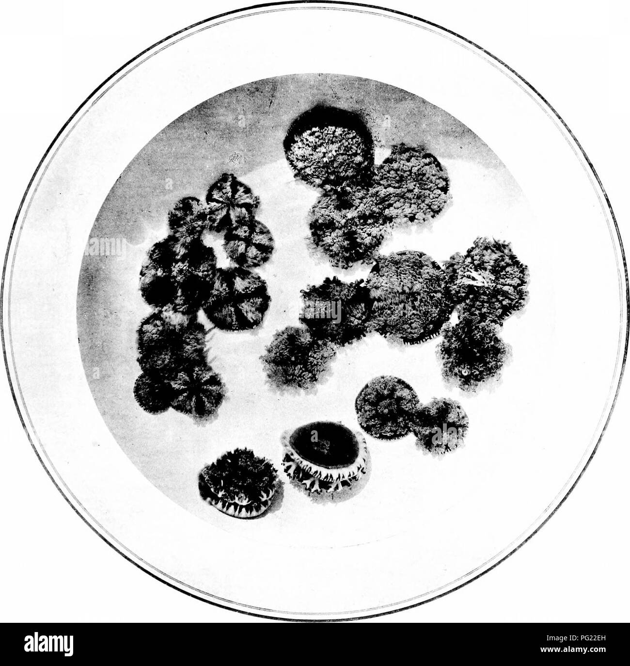 The naturalist in Australia. Natural history. PLATE XLIl.. Collotype, W. 4'  fi. Ltd. FT'. :^„rill,-Kr,il, Ph.h,. JELLY FISH, Dimomedusm, PHOTOGRAPHED  IN WATER FROM LIFE. Oae-thiid uat. size, p. 237.. Please note