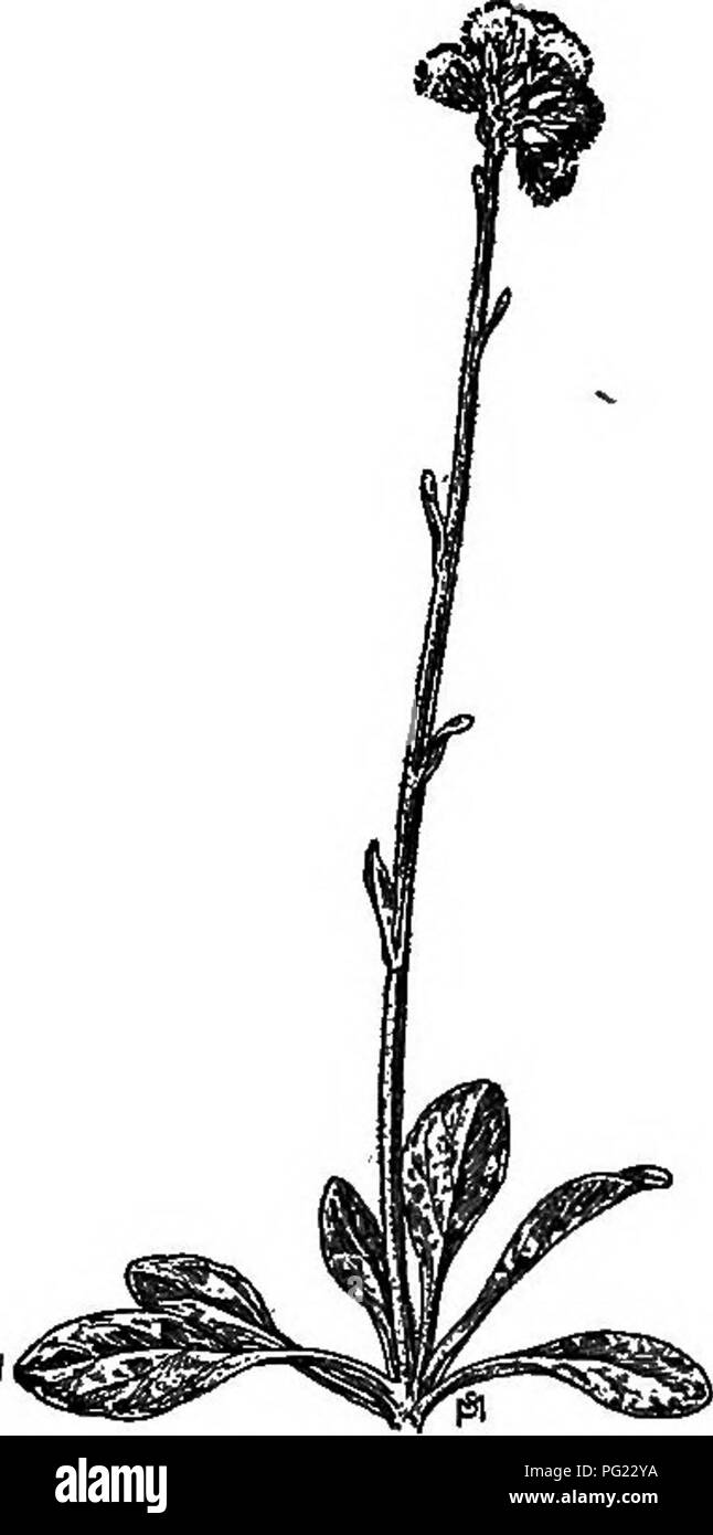 . A manual of weeds with descriptions of all the most pernicious and