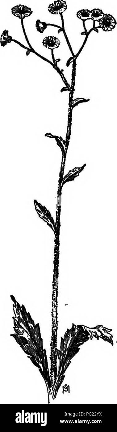 A manual of weeds : with descriptions of all the most pernicious